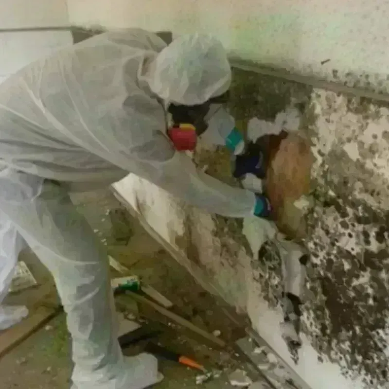 Mold Remediation and Removal in Apache County, AZ